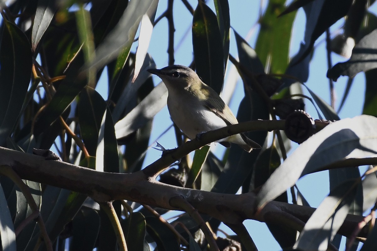 Red-eyed Vireo - Max Leibowitz