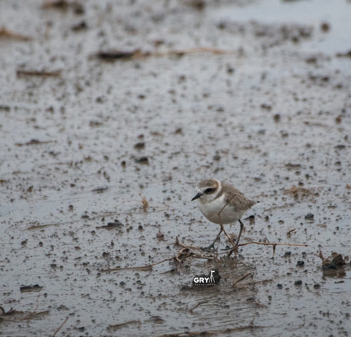 Kentish Plover - ML487635581