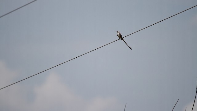 Scissor-tailed Flycatcher - ML487636