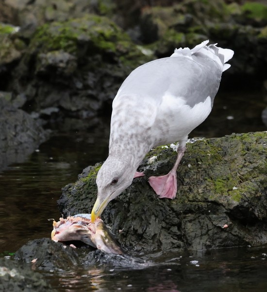 Glaucous-winged Gull - Franklin Haas