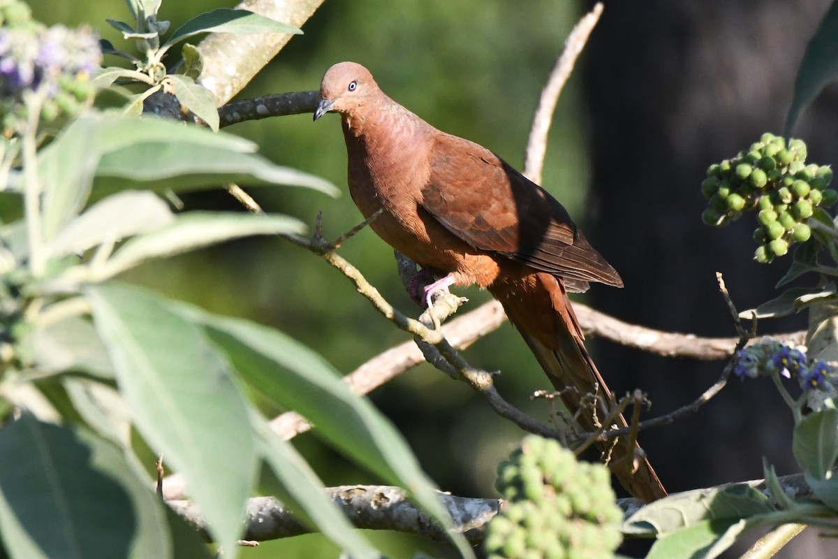 Brown Cuckoo-Dove - ML487636961