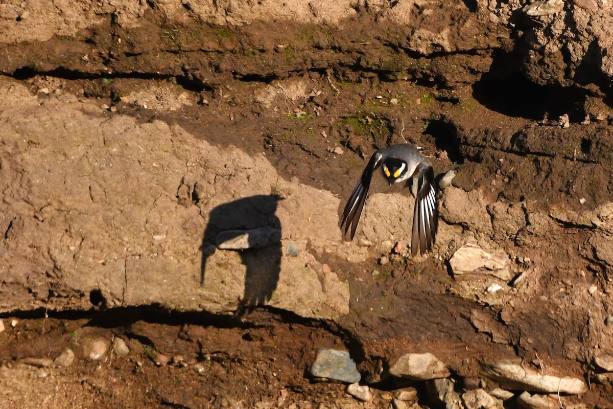 stripediamantfugl (melanocephalus gr.) - ML487637831