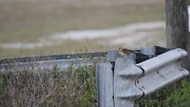 Eastern Meadowlark (Eastern) - ML487639