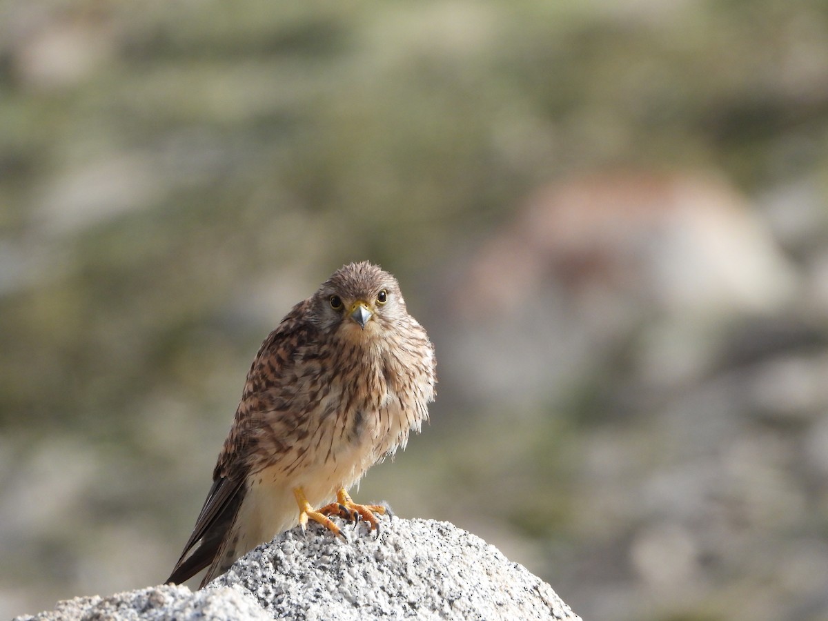 Eurasian Kestrel - ML487639571