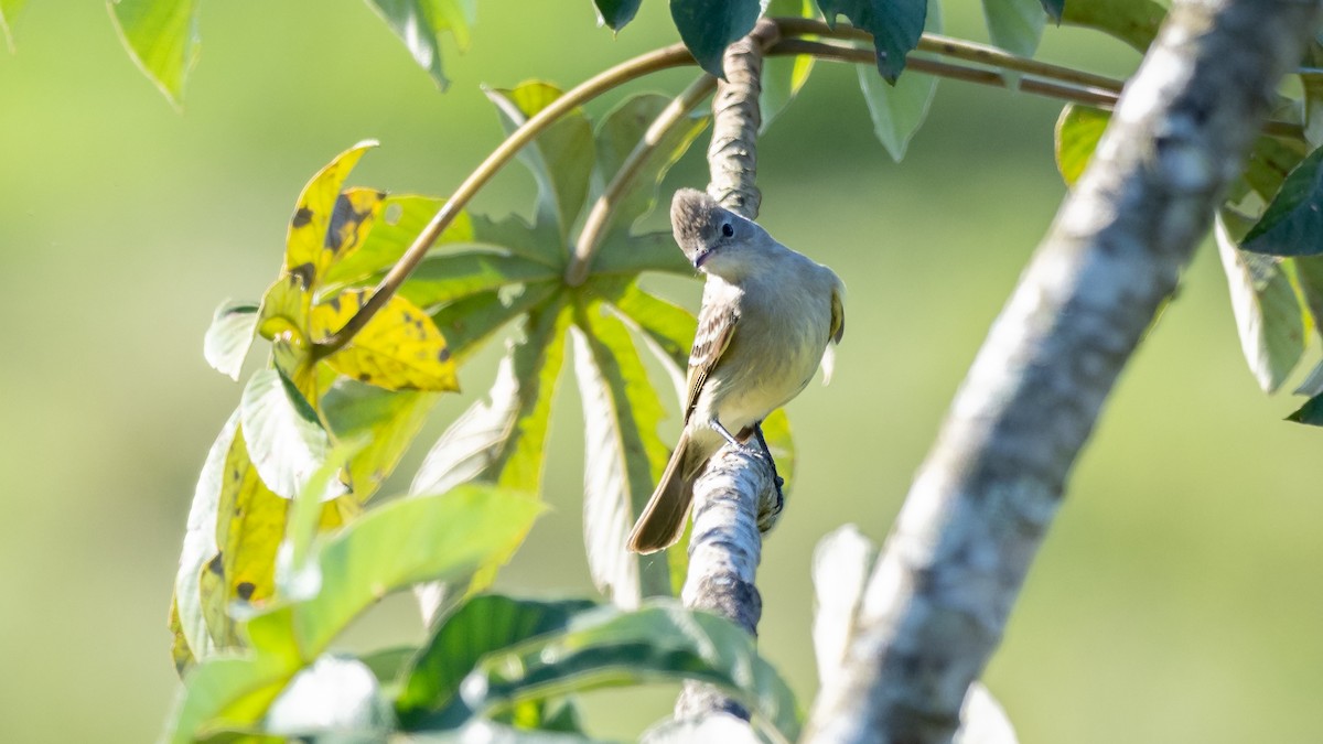 Yellow-bellied Elaenia - Mathurin Malby