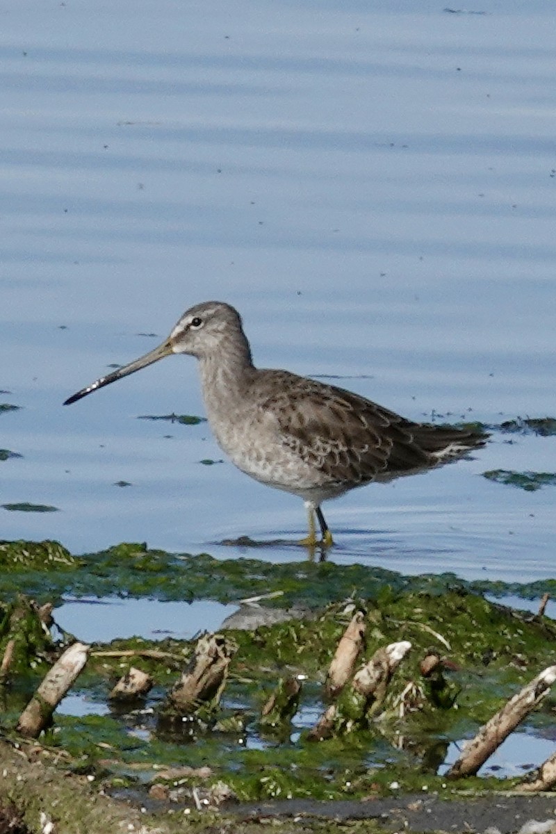 Long-billed Dowitcher - ML487640441