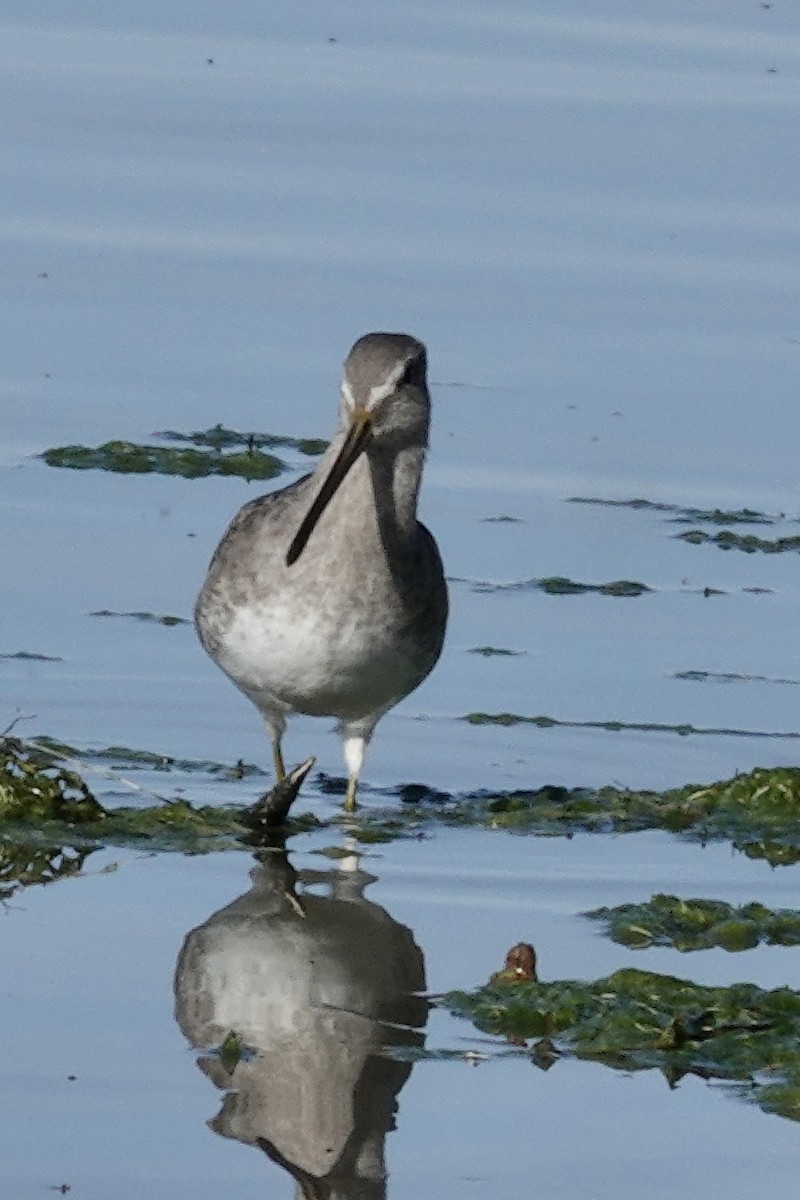 Long-billed Dowitcher - ML487640451