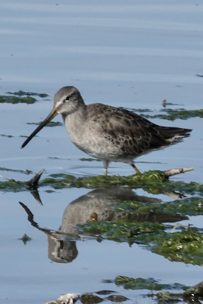 Long-billed Dowitcher - ML487640461