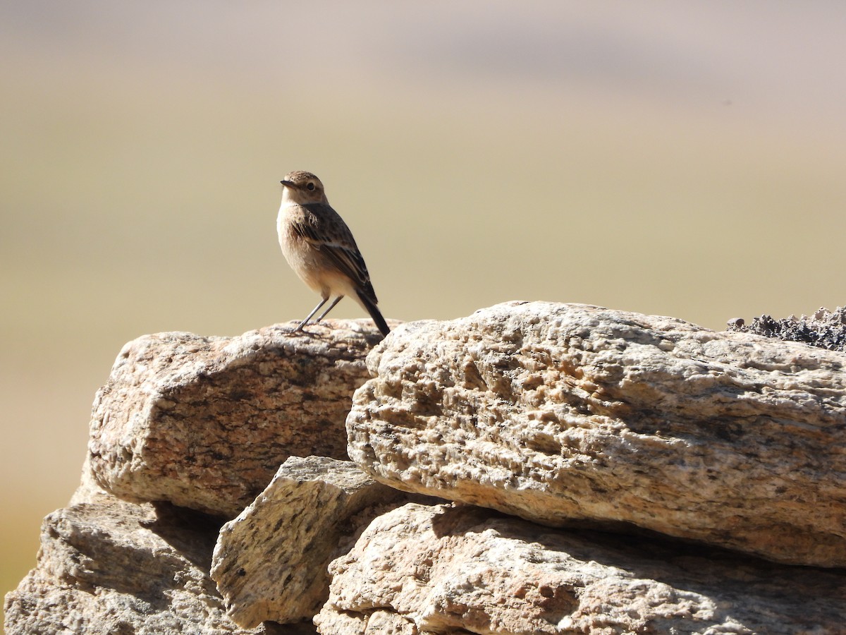 Siberian Stonechat - ML487641241