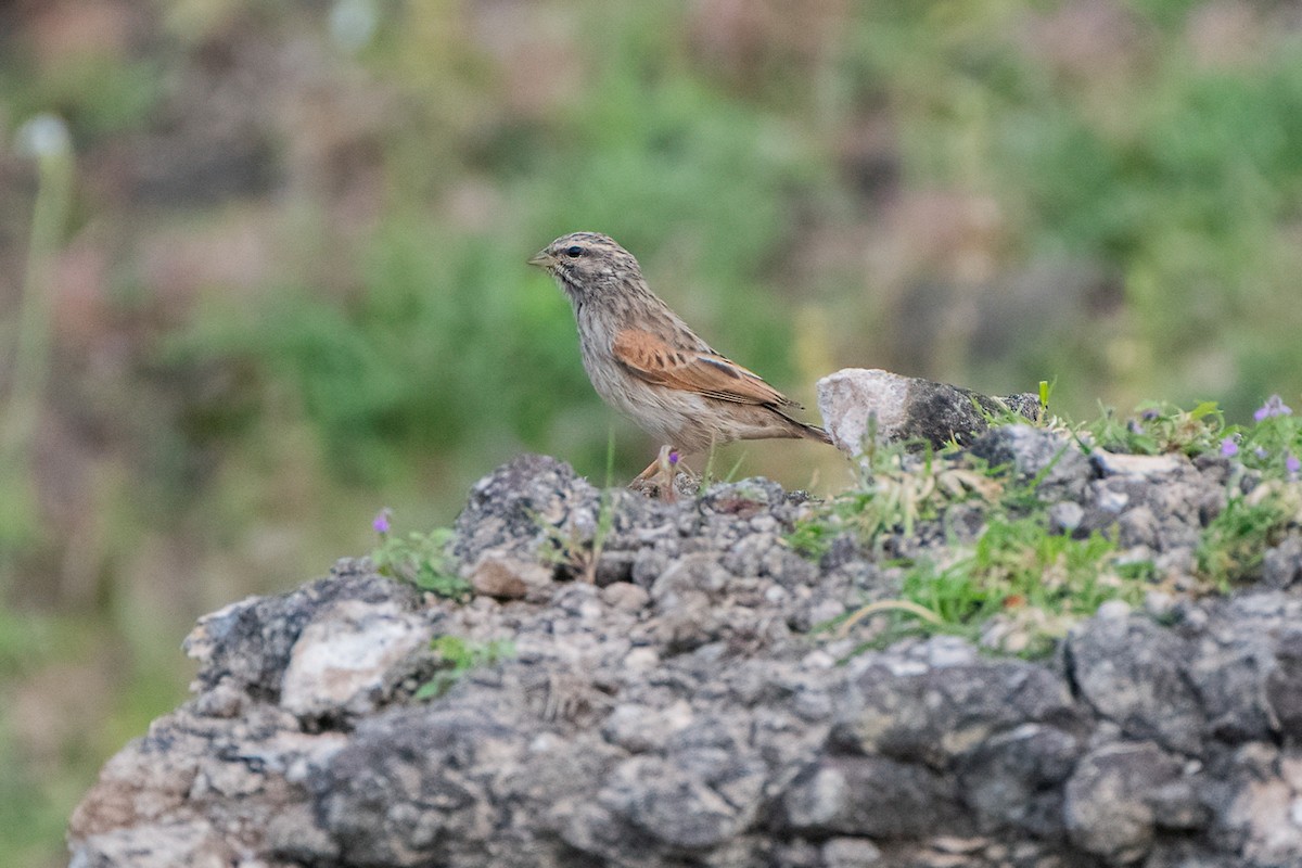 Striolated Bunting - Siddhant Mhetre