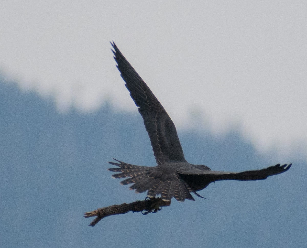 Peregrine Falcon (North American) - ML487643241