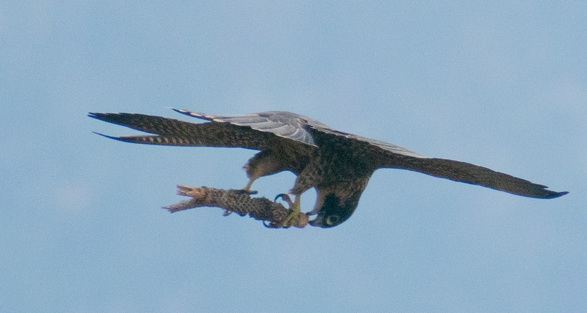 Peregrine Falcon (North American) - ML487643251