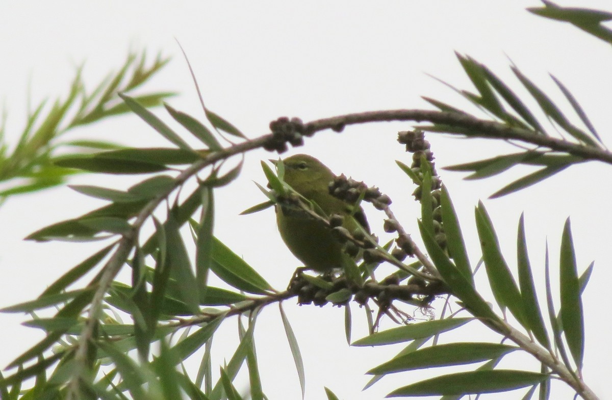 Orange-crowned Warbler - Petra Clayton