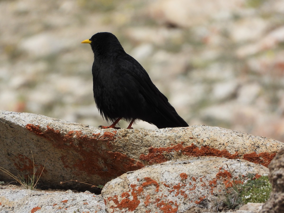 Yellow-billed Chough - ML487643381