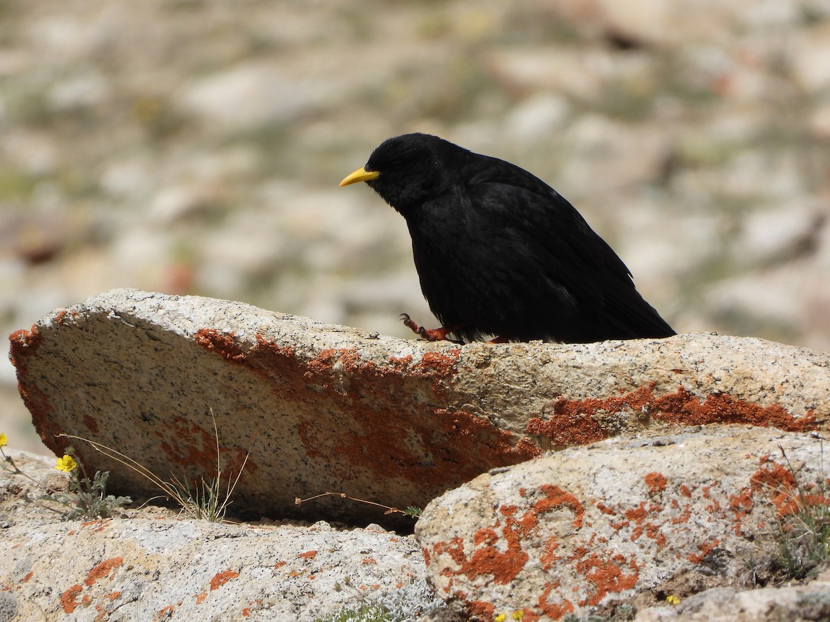 Yellow-billed Chough - Padma Angmo