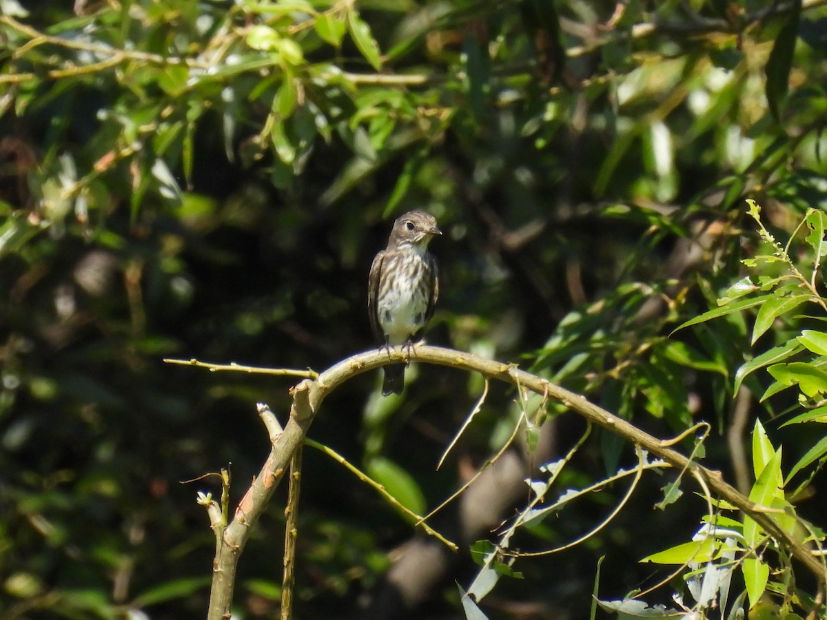 Gray-streaked Flycatcher - ML487643711