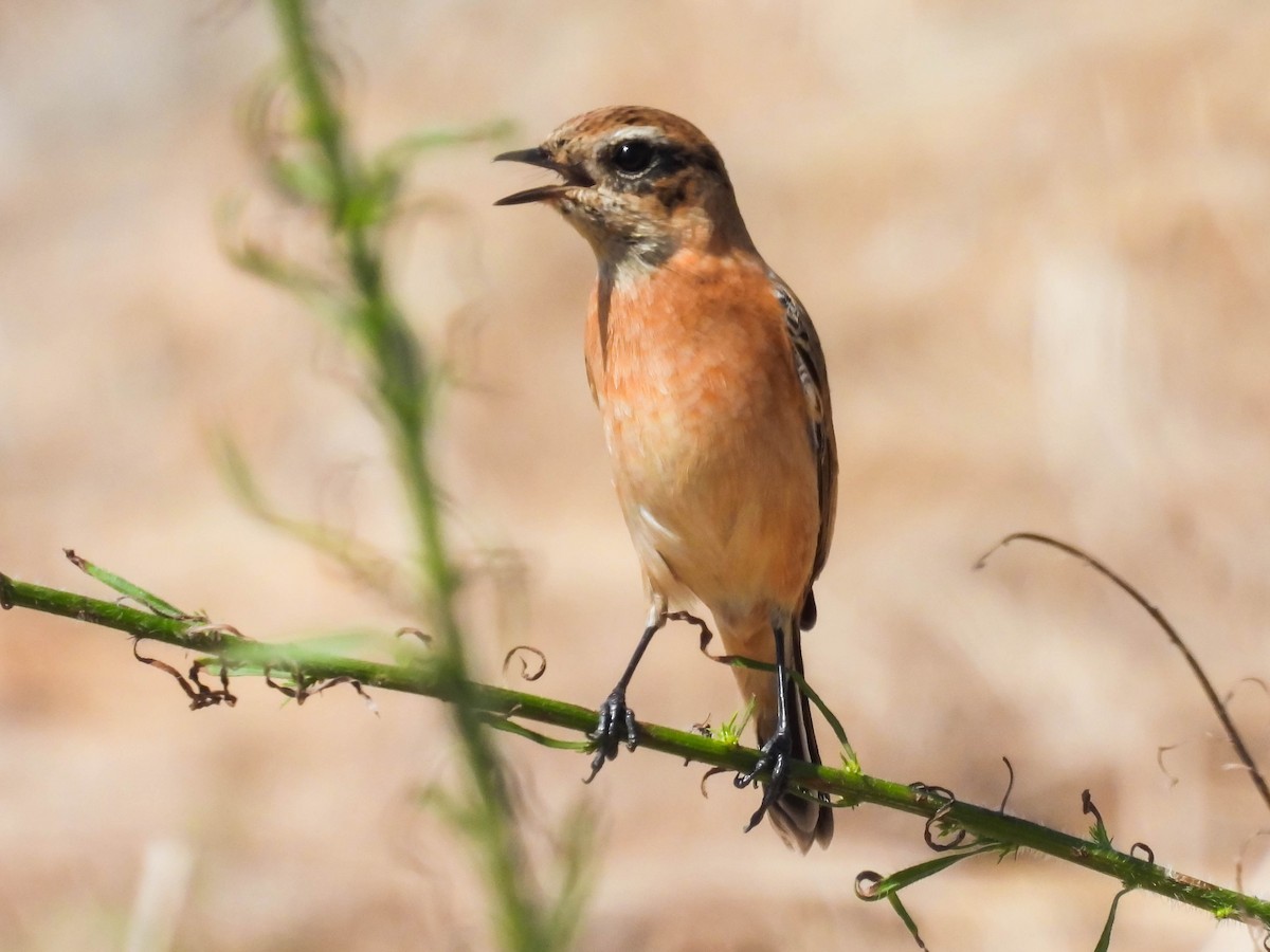 Amur Stonechat - ML487643721