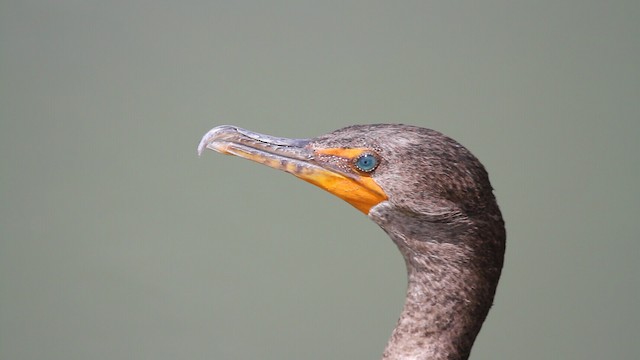 Cormoran à aigrettes - ML487645