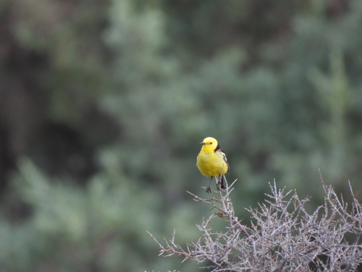 Citrine Wagtail - Padma Angmo