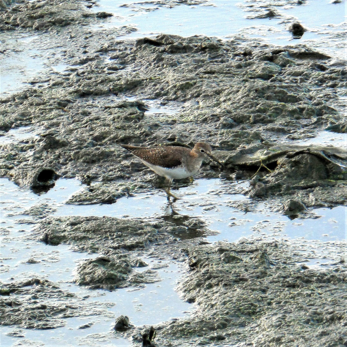 Solitary Sandpiper - libicni Rivero