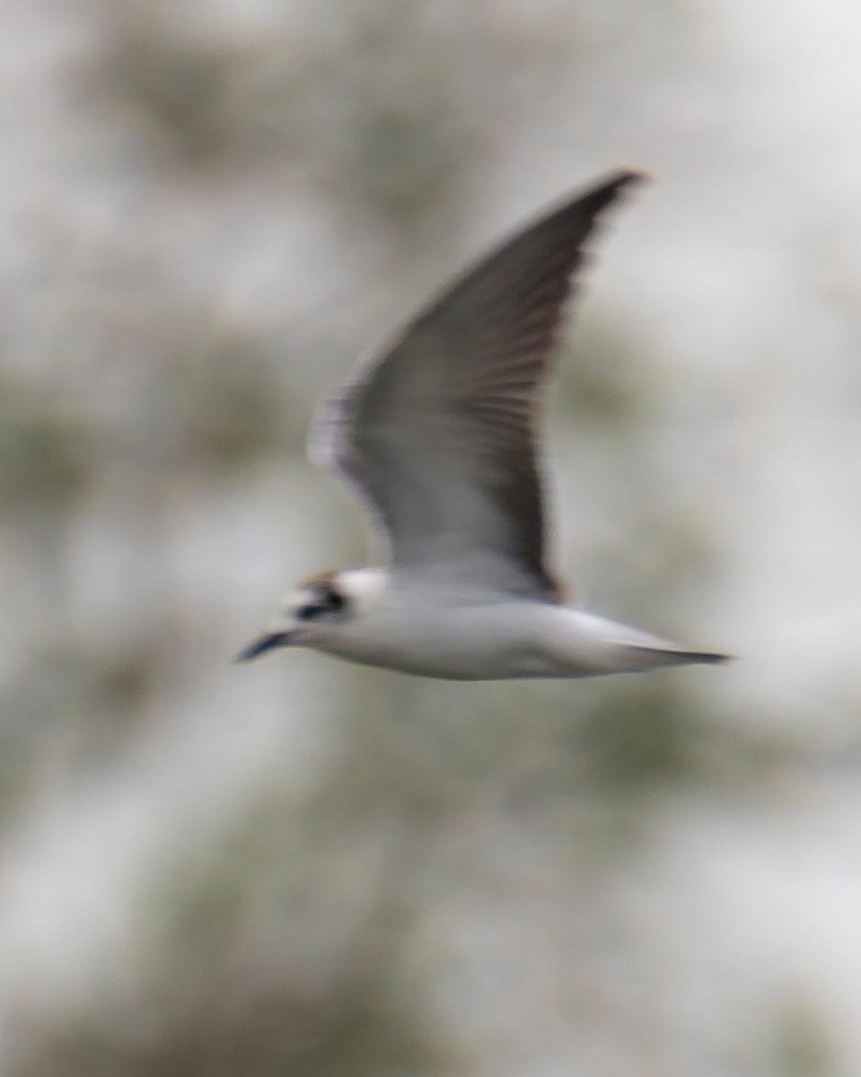 White-winged Tern - ML487647701