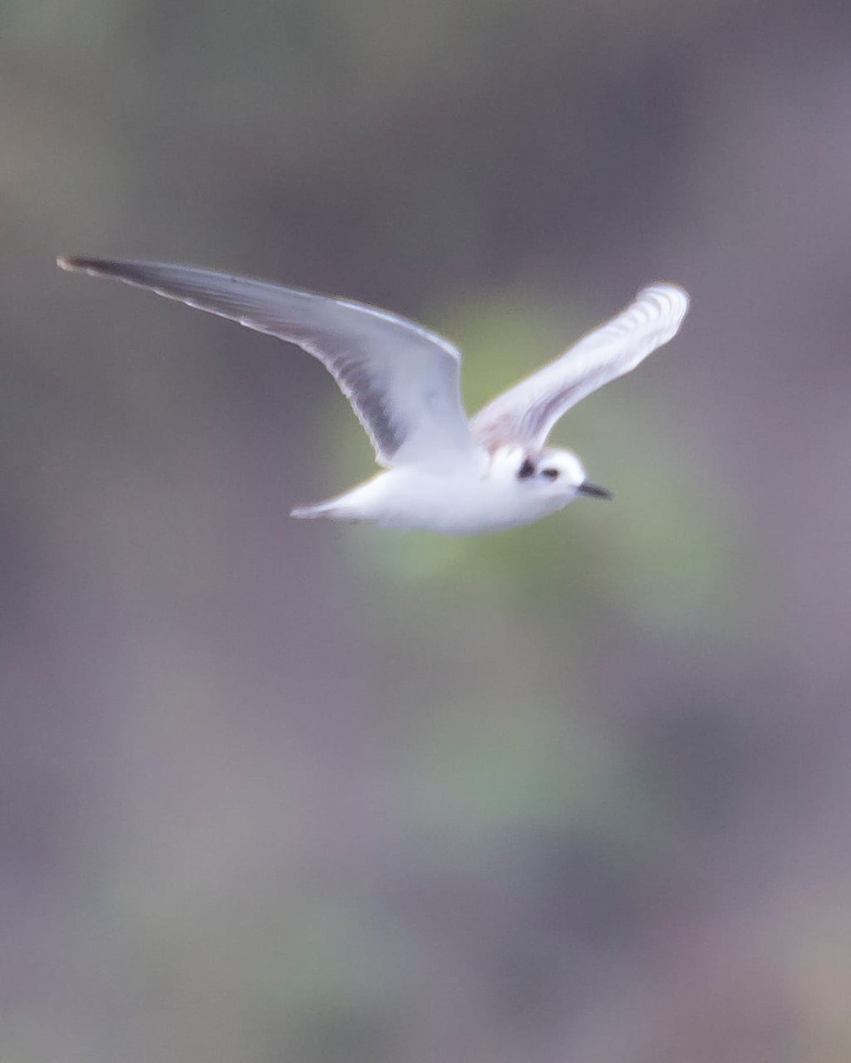 White-winged Tern - ML487647711