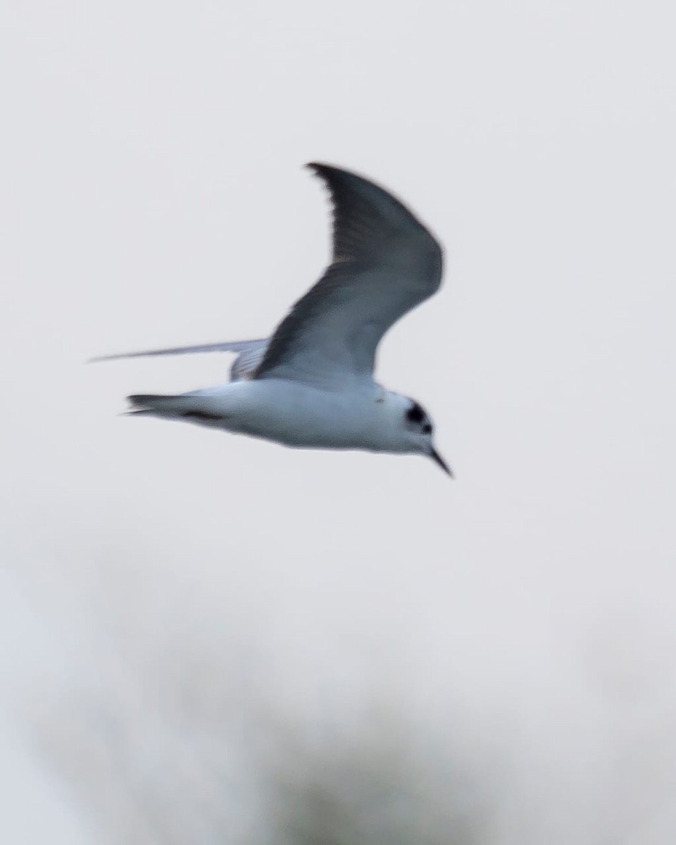 White-winged Tern - ML487647721