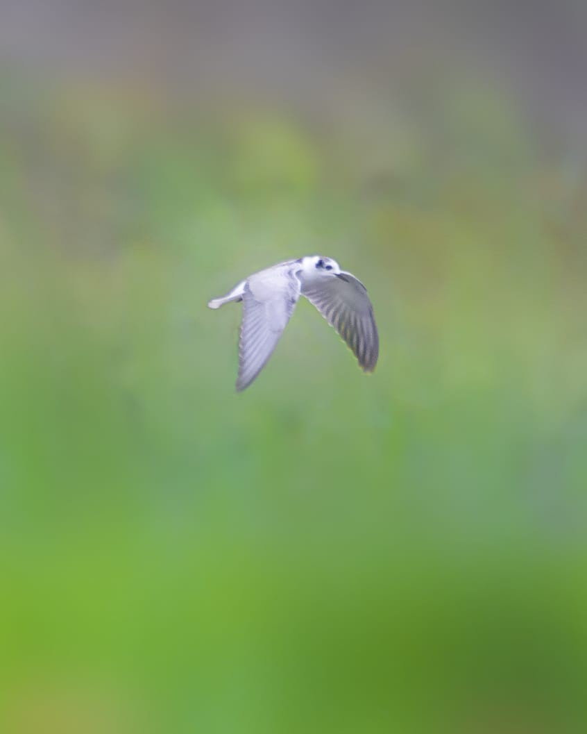 White-winged Tern - ML487647731