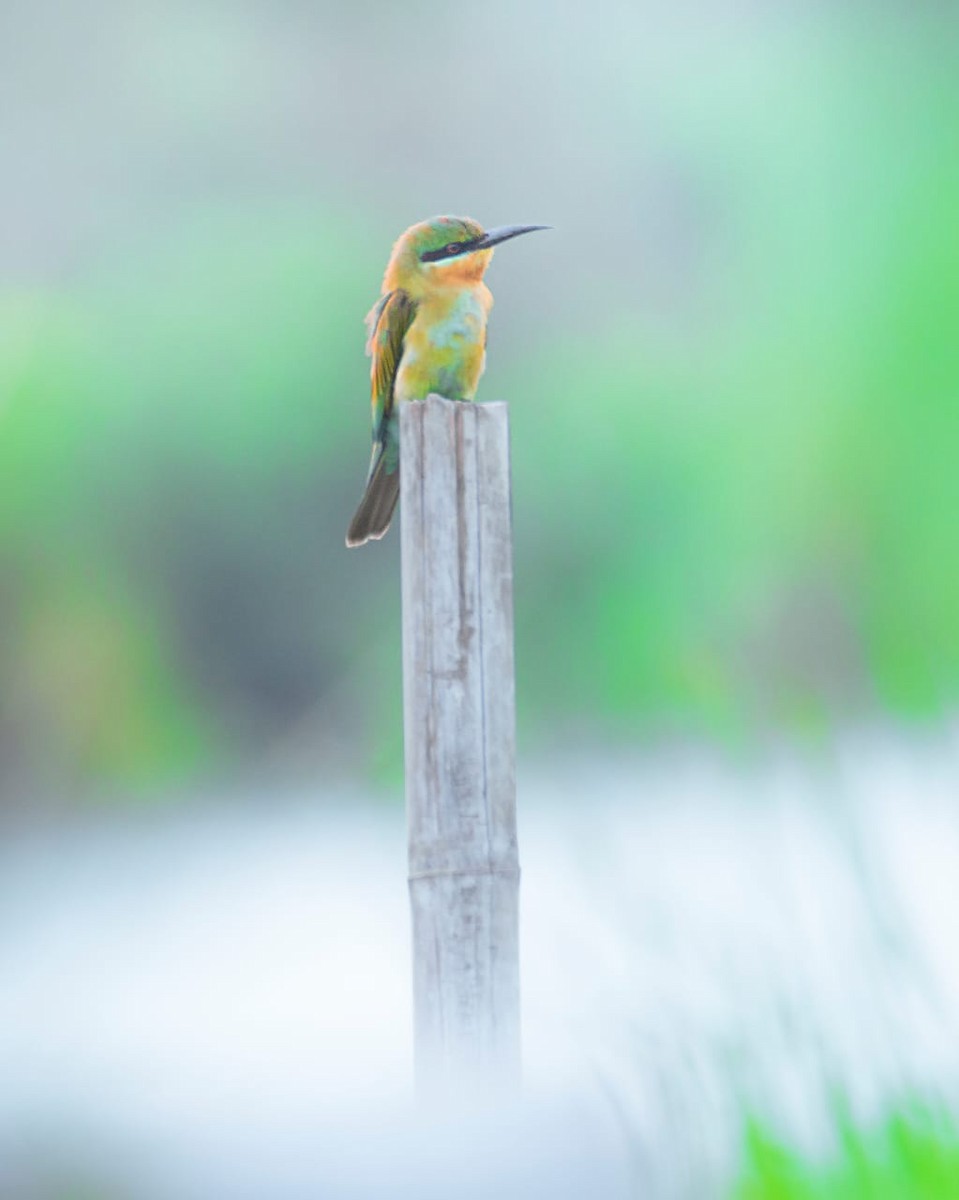 Blue-tailed Bee-eater - ML487647811