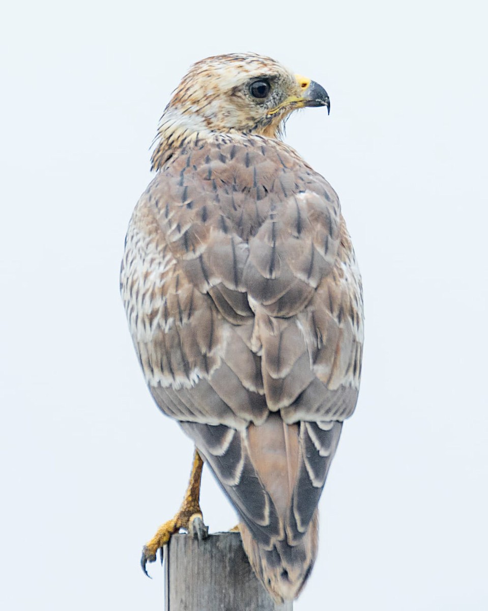 White-eyed Buzzard - ML487647901