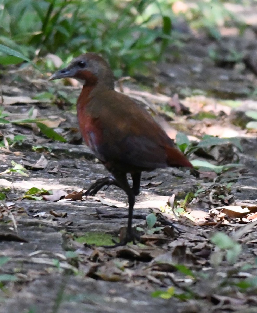 Madagascar Forest Rail - ML487648911