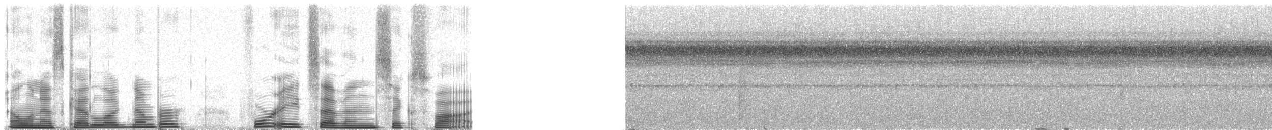 spadebill sp. - ML48765