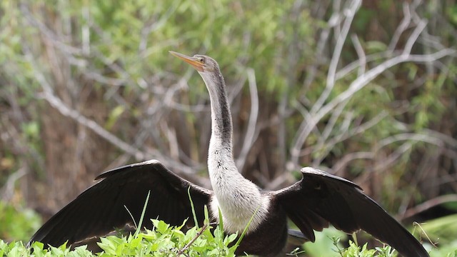 Anhinga d'Amérique - ML487650