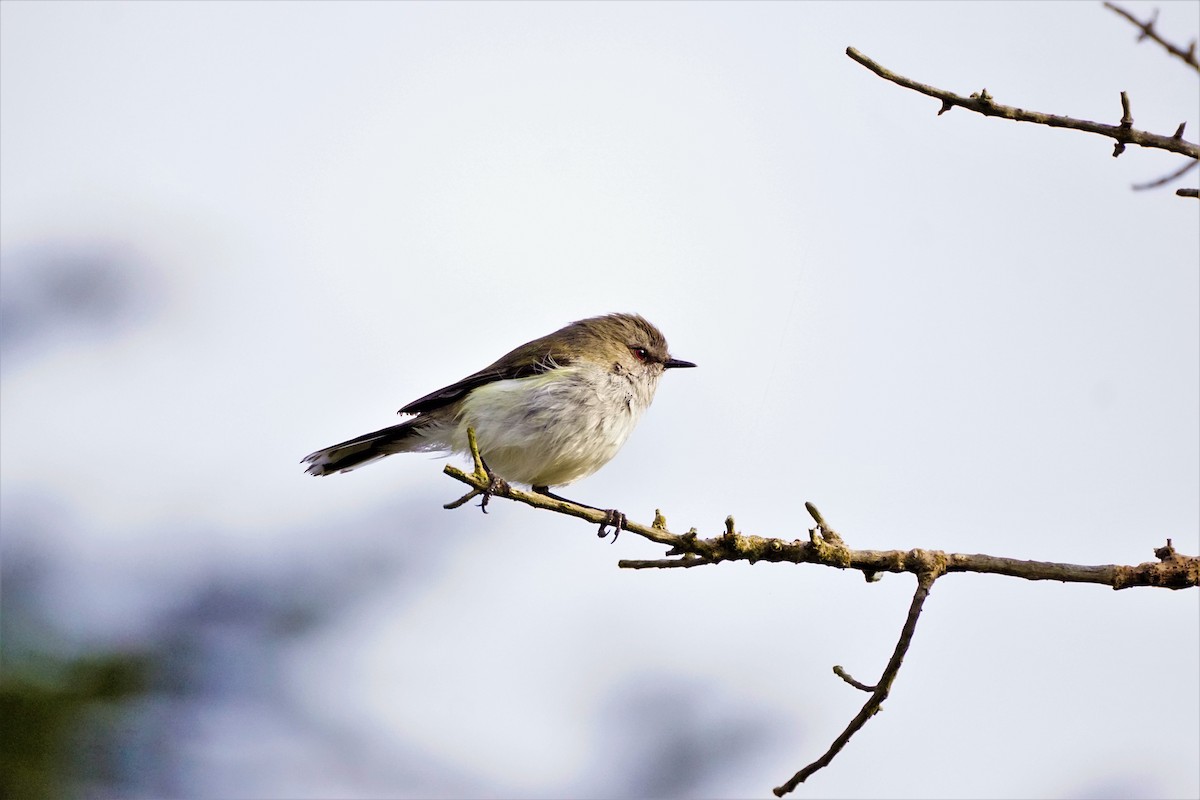 Gray Gerygone - ML487650191