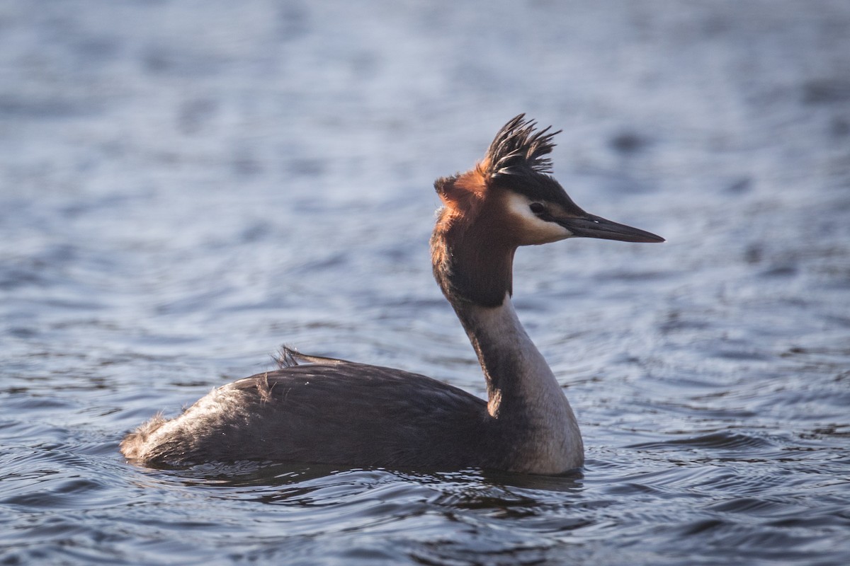 Great Crested Grebe - ML487650201