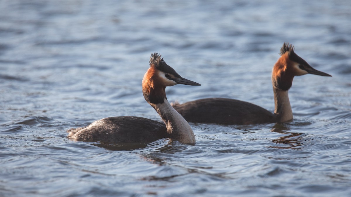 Great Crested Grebe - ML487650241