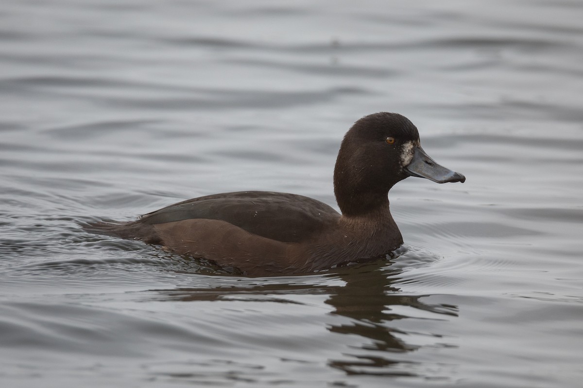 New Zealand Scaup - ML487650381