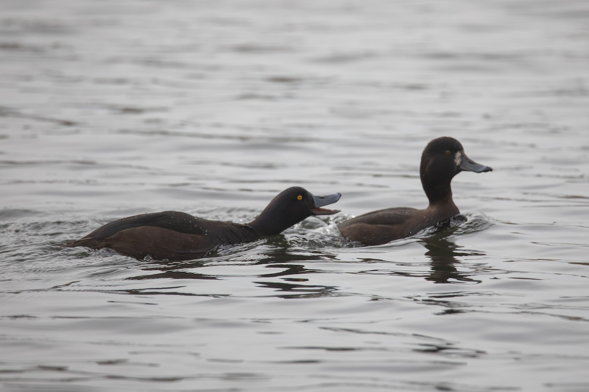 New Zealand Scaup - ML487650411