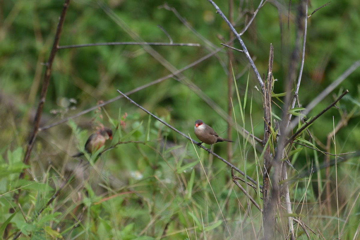 Common Waxbill - ML487651241