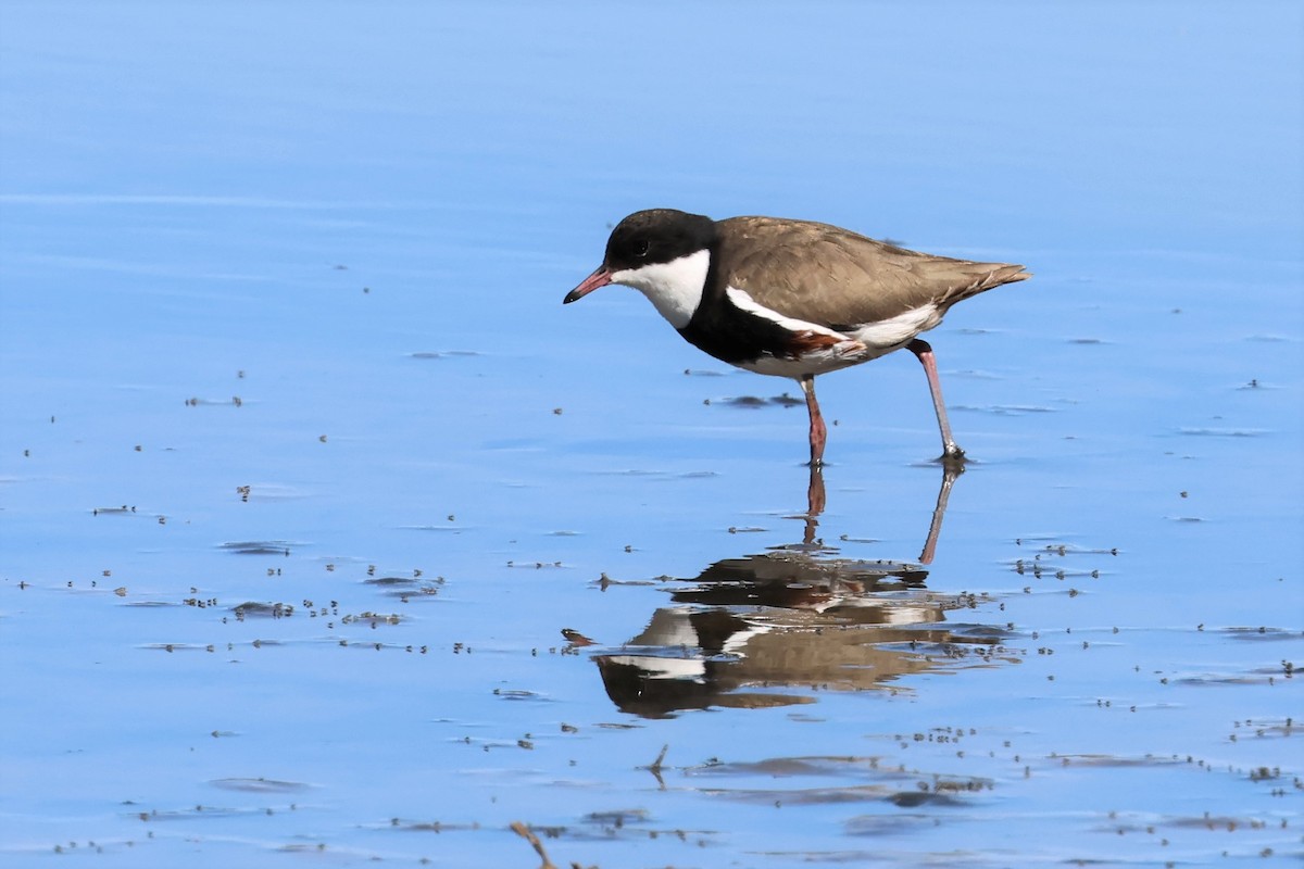 Chorlito Pechinegro - ML487653961