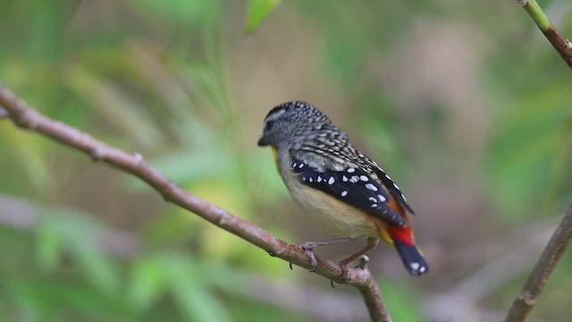 Pardalote pointillé - ML487655561