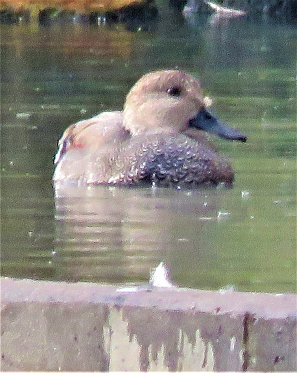 Gadwall - ML487656851