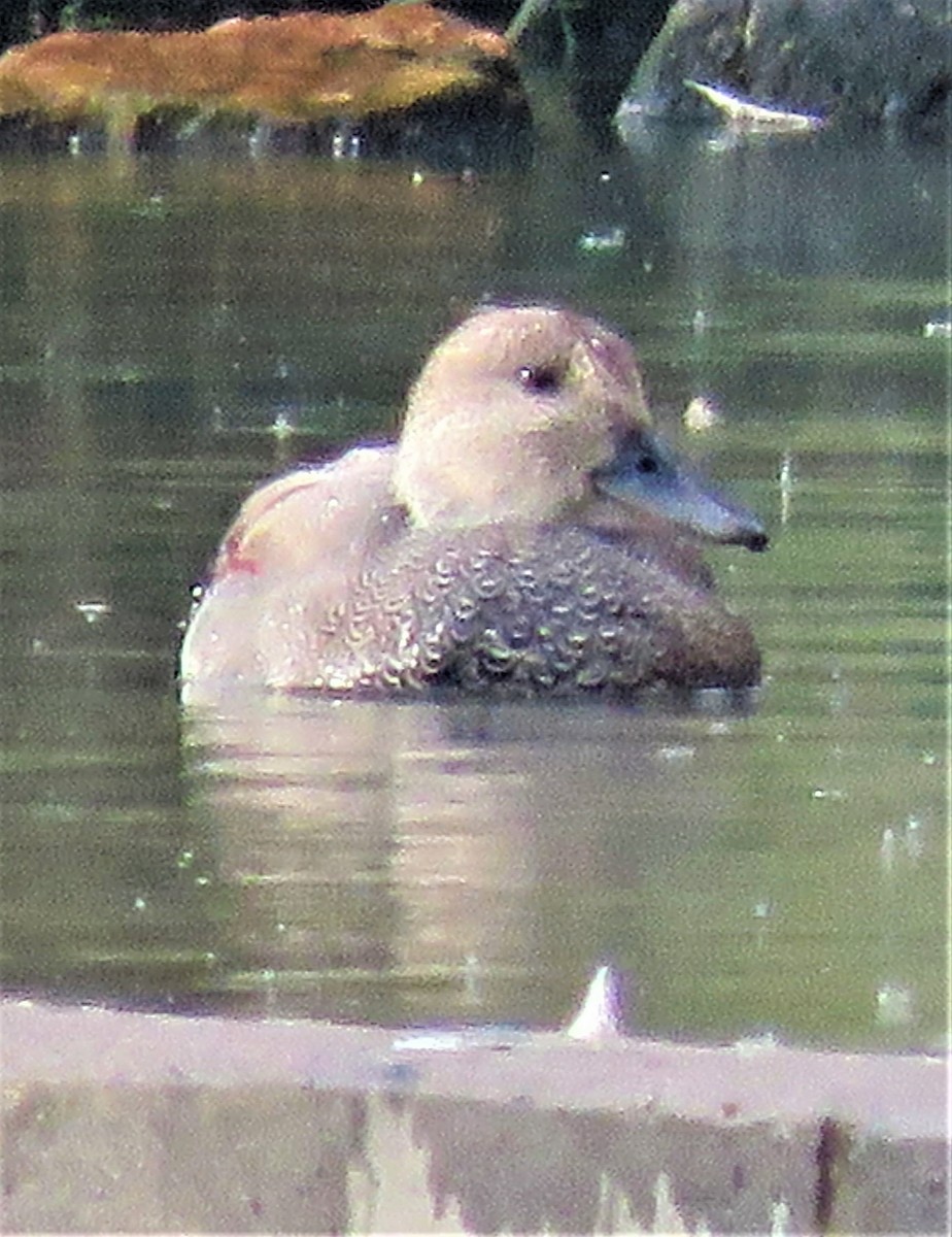 Gadwall - ML487656861