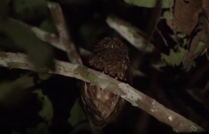 Tawny-bellied Screech-Owl (Tawny-bellied) - ML487657491