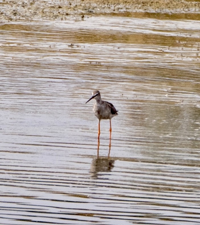 Spotted Redshank - ML487657541