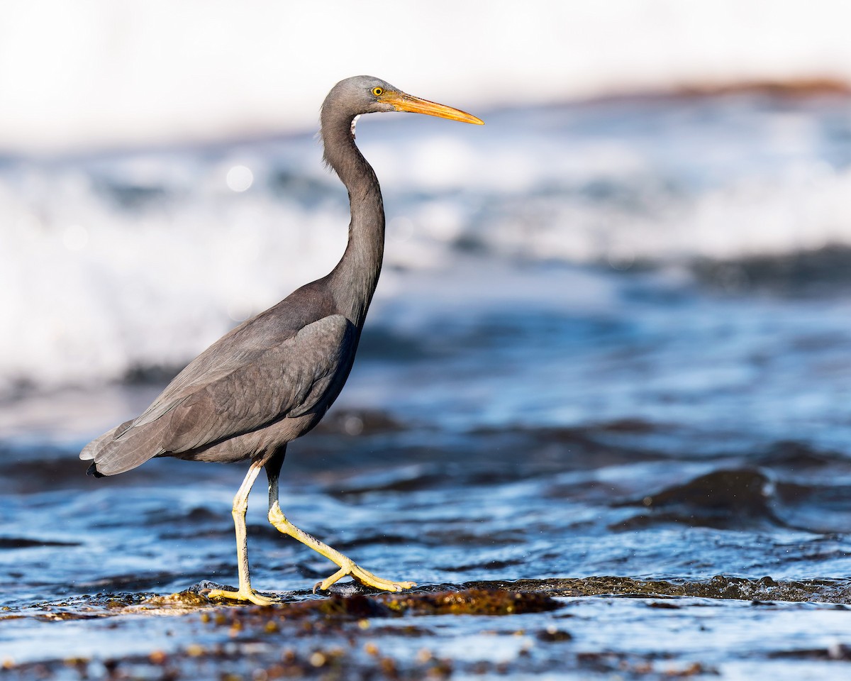 Pacific Reef-Heron - ML487657601