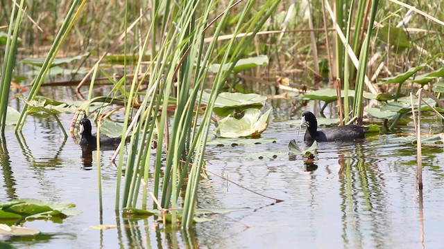 American Coot (Red-shielded) - ML487658