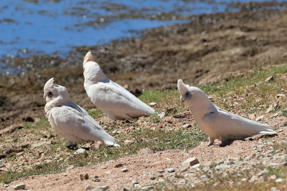 Cacatoès corella - ML487658071