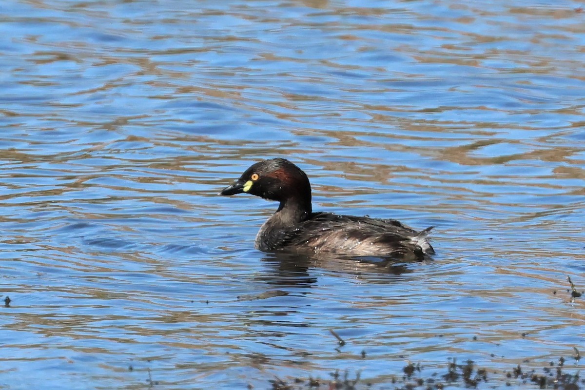 Australasian Grebe - ML487658961