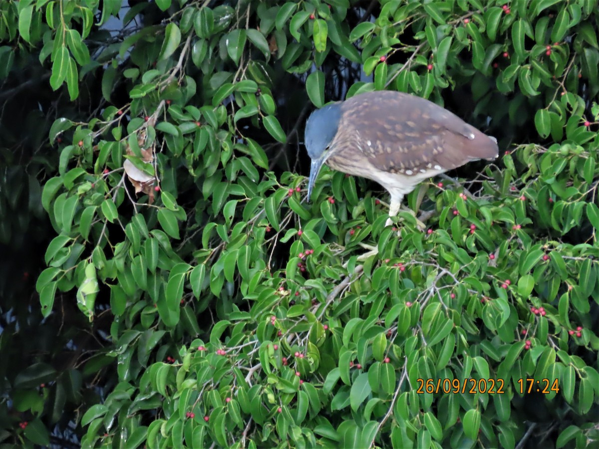 Nankeen Night Heron - Norton Gill